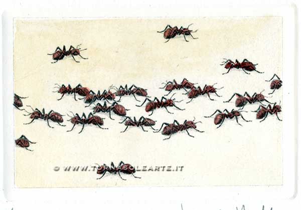 Formicaio di formiche rosse