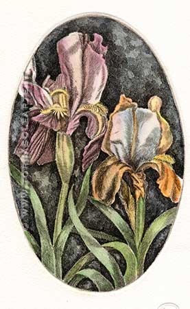 Fiori ovali - Iris