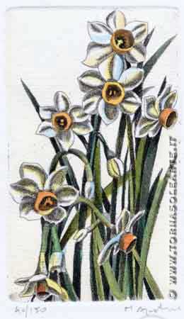 Fiori piccoli - Narcissus