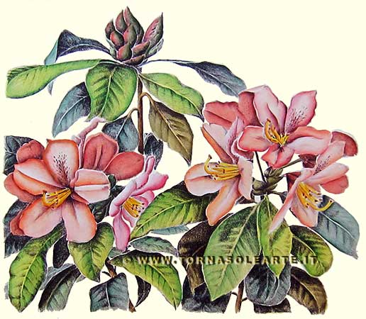 Botaniche arredamento - Rododendro
