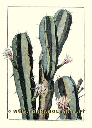 Botaniche verticali - Cactus con fiori