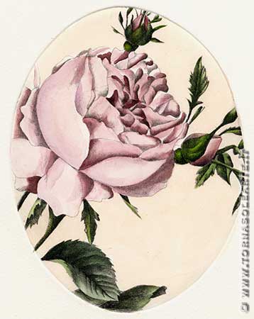 Fiori ovali - Rosa rosa