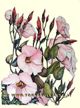 Botaniche - Rose