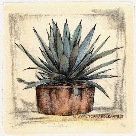Piante grasse - Cactus stella
