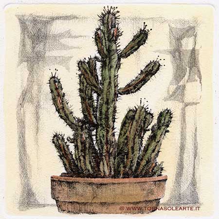 Piante grasse - Cactus