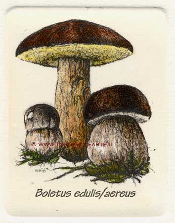 Funghi - Boletus edulis/aereus