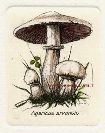 Funghi - Agaricus arvensis