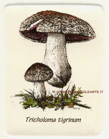 Funghi - Tricholoma tigrinum
