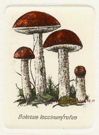 Funghi - Boletus leccinum/rufus