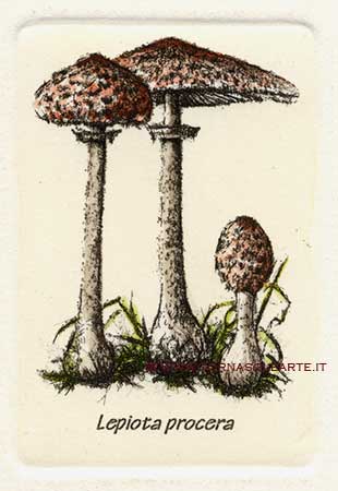 Funghi - Lepiota procera