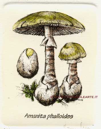 Funghi - Amanita phalloides