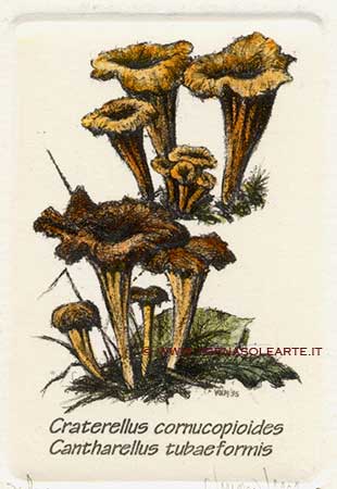 Funghi - Craterellus cornucopiodes