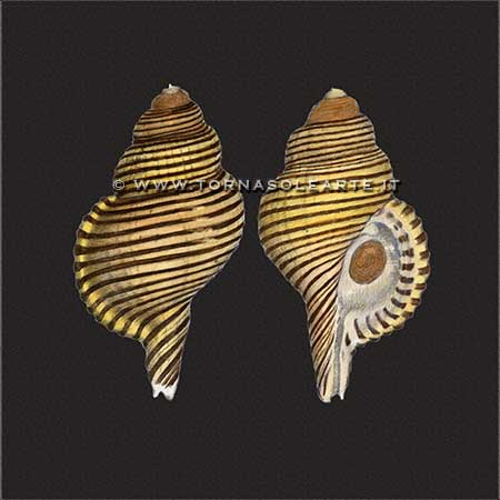 Pair Cimatius shells