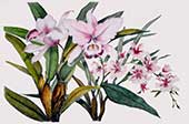 Composizione orchidee
