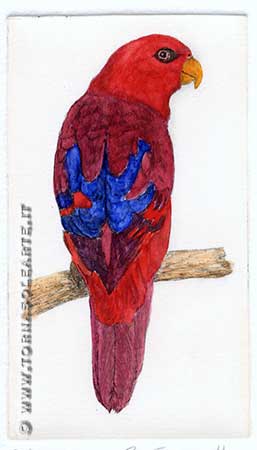 Pappagalli - Eos Bornea