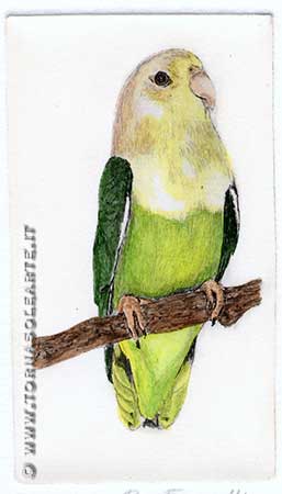 Pappagalli - Agapornis Canus