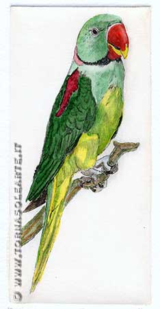 Pappagalli - Psittacula Eupatria