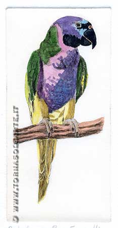 Pappagalli - Psittacula Derbyana