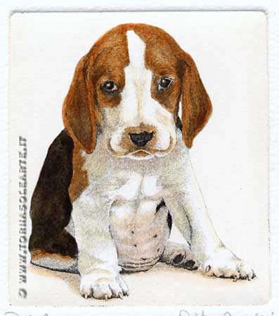 Cucciolo di beagle