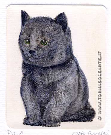 Gattino grigio in posa