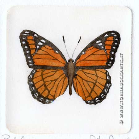 Farfalle - Basilarchia Archippus