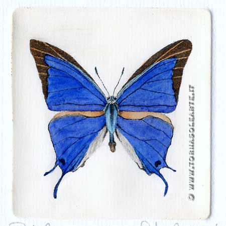Farfalle - Pseudolycaena M.