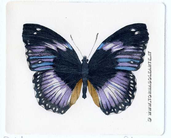 Farfalle - Hypolimnas Salmacis