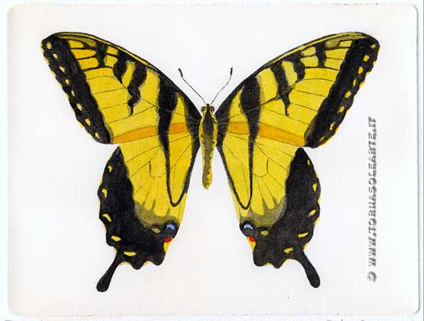 Farfalle - Tigre