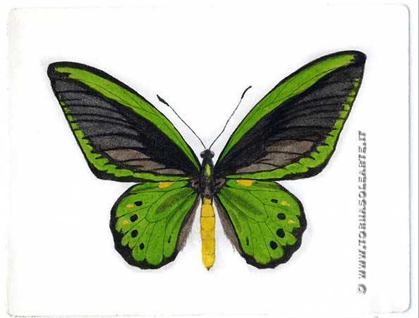 Farfalle - Ornitottera Priamo