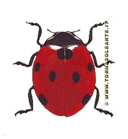 La coccinella