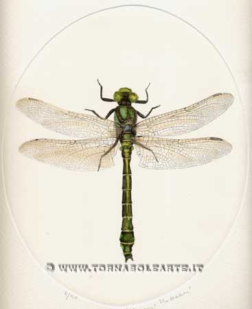 La libellula