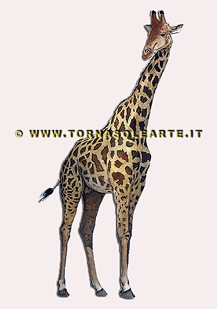 Ritratto di giraffa in posa