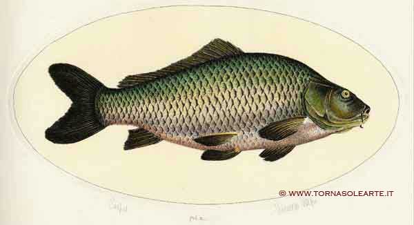 Pesci - Carpa