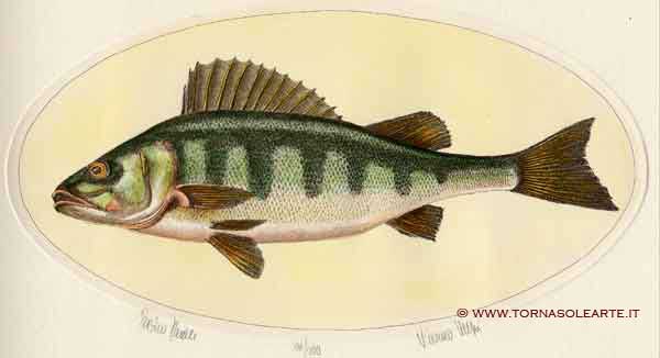 Pesci - Persico Reale