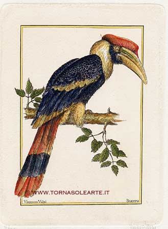 Volatili esotici - Bucero