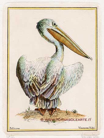Volatili esotici - Pellicano