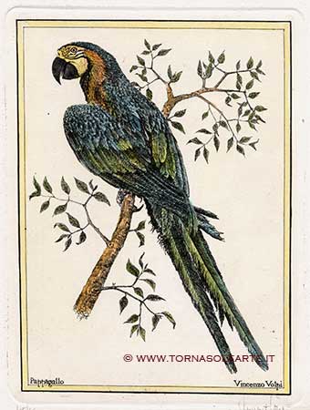Volatili esotici - Pappagallo