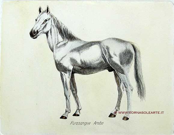 Purosangue arabo