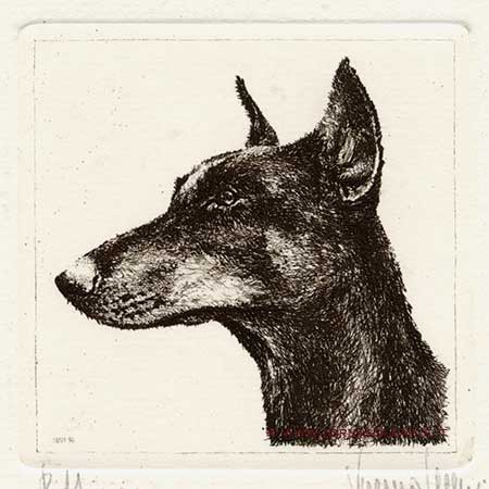 Cani - Dobermann