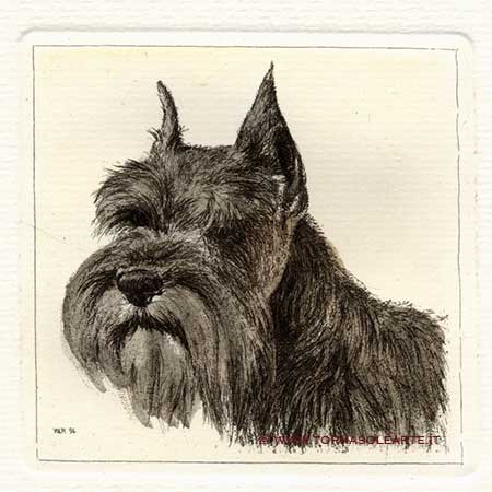Cani - Schnauzer
