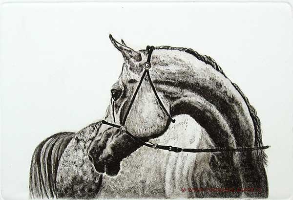 Cavallo con testa voltata