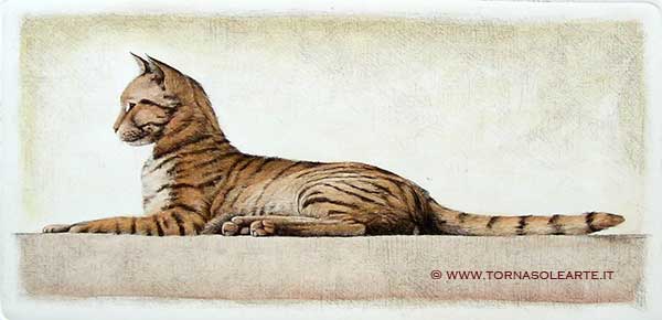 Gatto disteso singolo