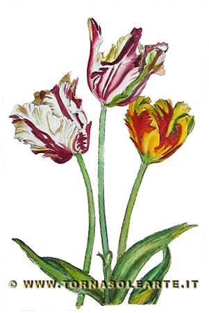 Tulipani