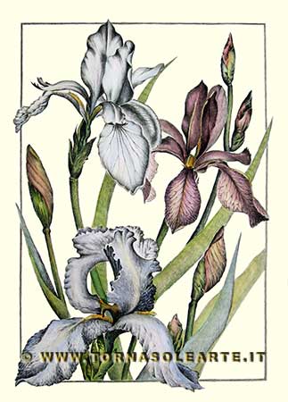 Botaniche verticali - Iris