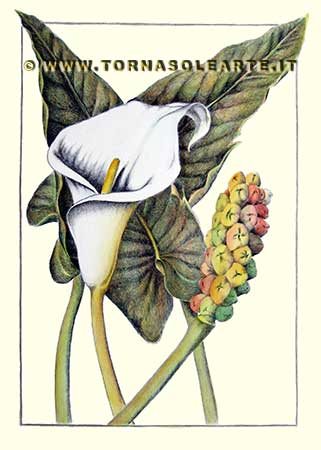 Botaniche verticali - Calla