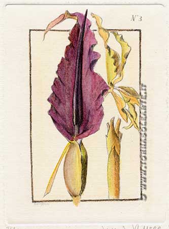 Botaniche piccole