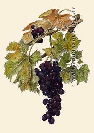 Composizione con grappolo d'uva