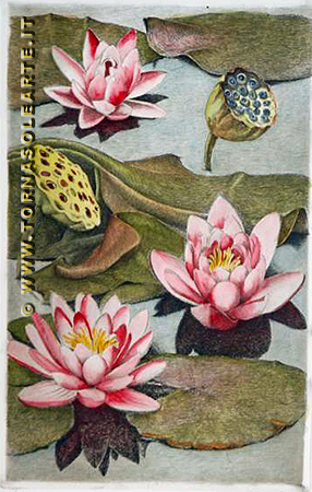 Fior di loto
