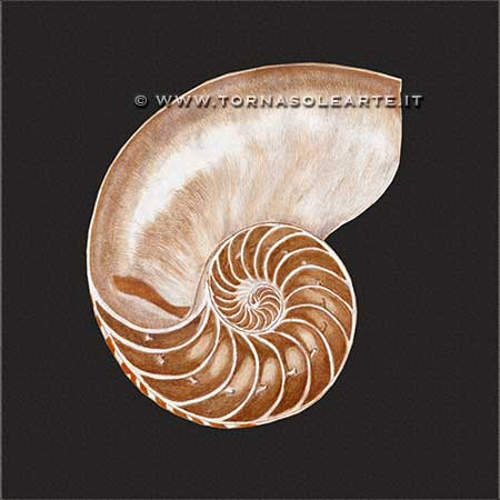 Conchiglia spirale Nautilus