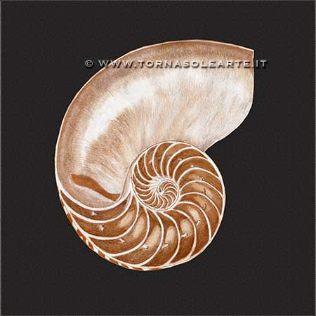 Nautilus spiral shell